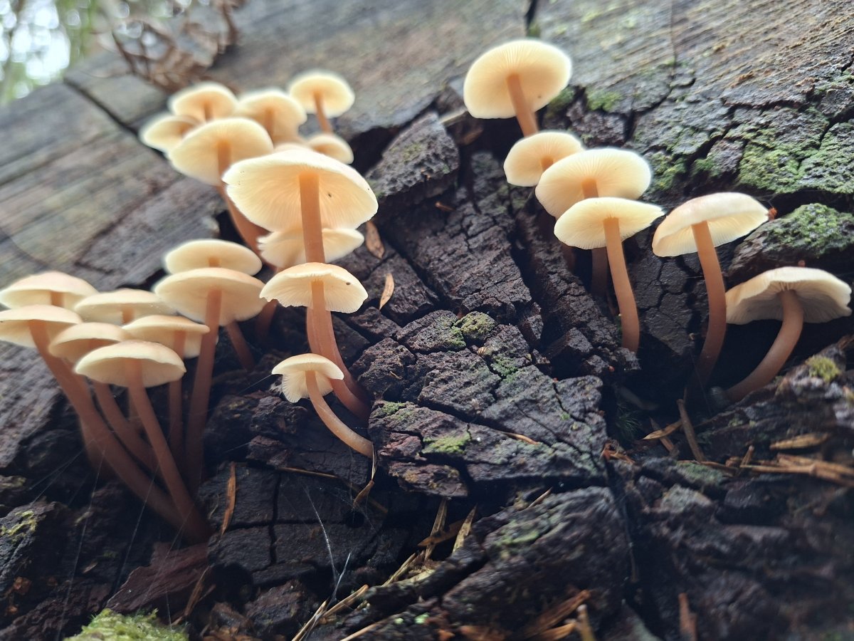 Fungal Footprints: A Research Adventure to Australia