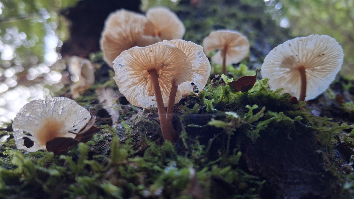 Fungi
