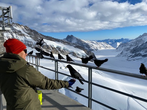 These chonky Alpine Choughs get a steady diet of raisins from the scientists and other visitors