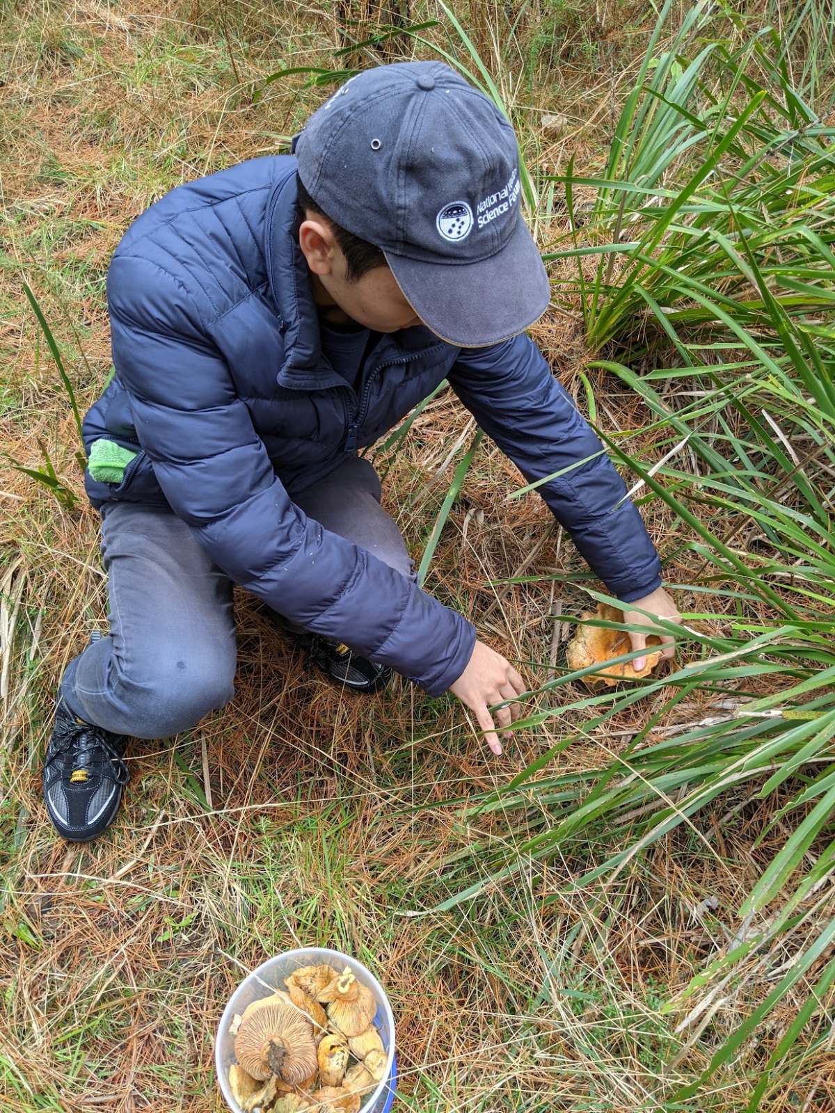 Simon foraging for mushrooms